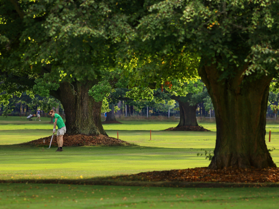 Groundskeeper in a green shirt raking a grassy area beneath large trees on a golf course.
